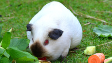 Meerschweinchen (10).jpg